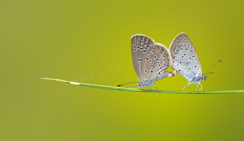 两只在交配的蝴蝶特写摄影高清图片