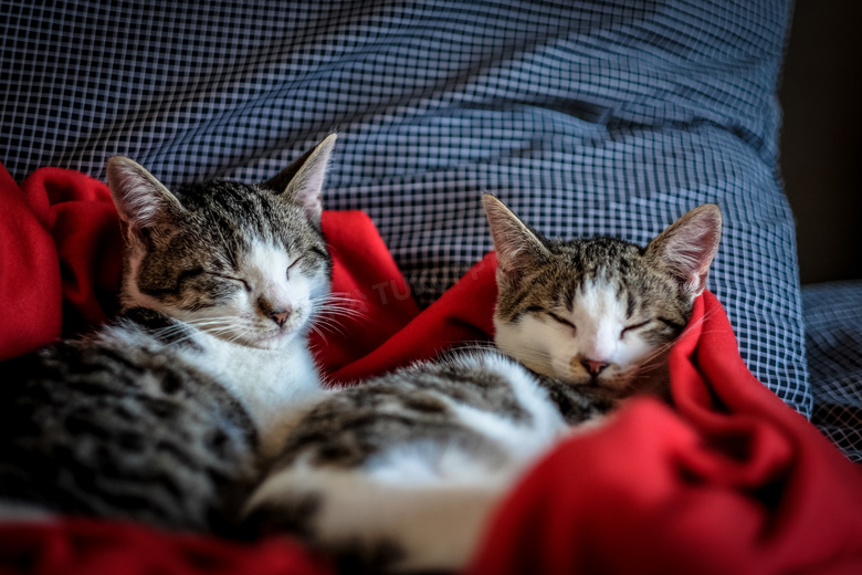 两只睡的很香的小猫咪摄影高清图片