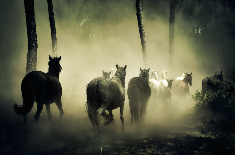 迷雾森林中奔跑的马群摄影高清图片
