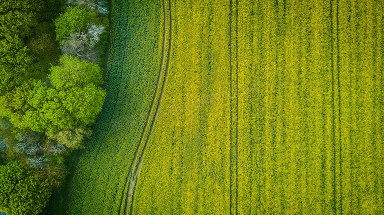 绿色农田与茂密的树丛摄影高清图片