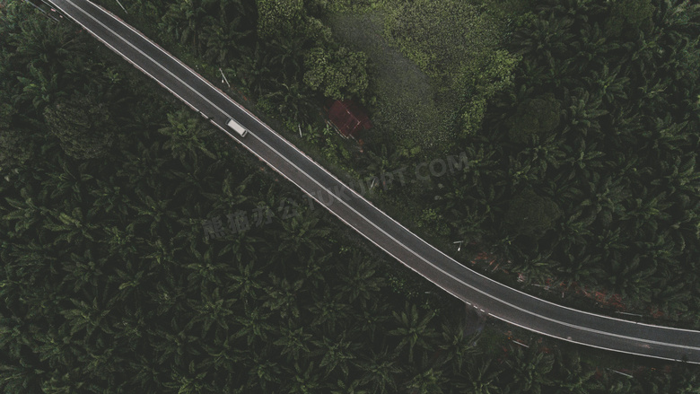 两边是茂密树林的道路摄影高清图片