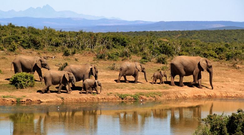 远山树林与水边的象群摄影高清图片