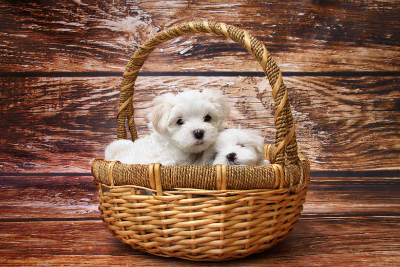 篮子里的两只可爱小狗摄影高清图片