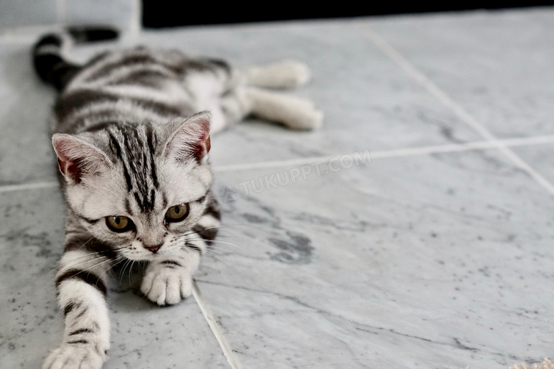 趴在地上玩耍的可爱小猫咪高清图片