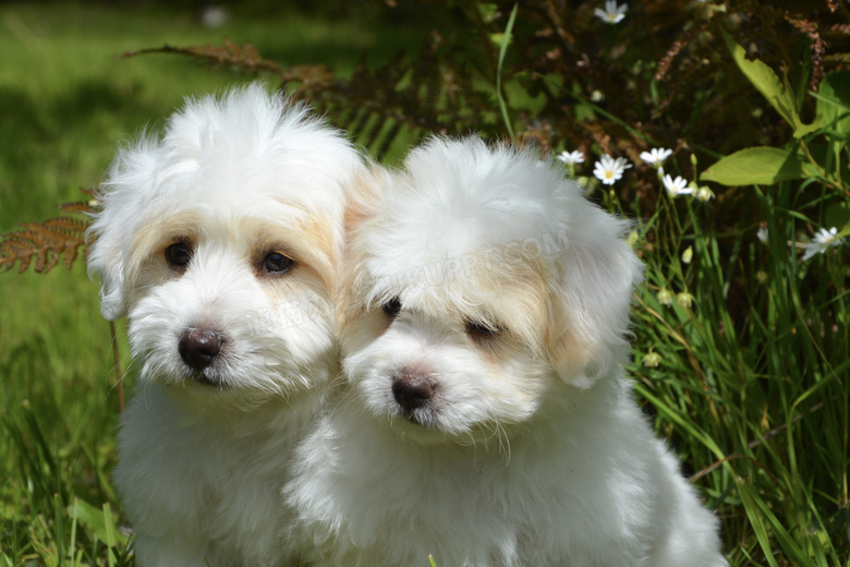 花丛前的两只可爱小狗摄影高清图片