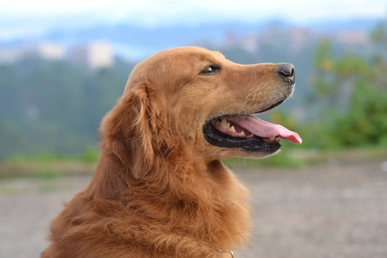 伸着长舌头的狗狗特写摄影高清图片