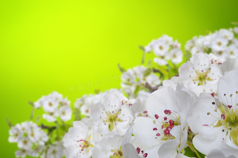 春夏时盛开的白花特写摄影高清图片