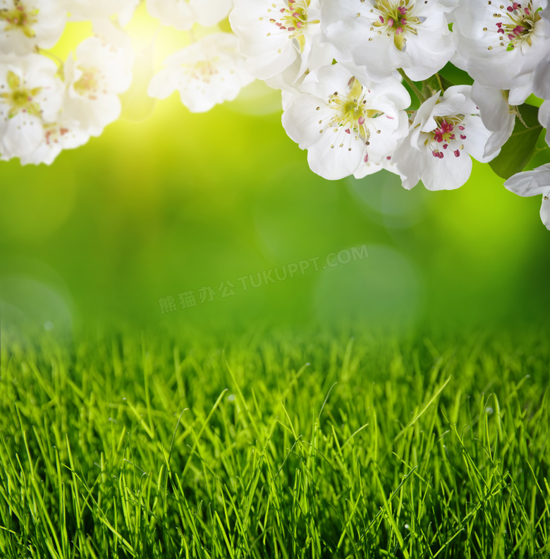 白花与青绿色的杂草丛摄影高清图片