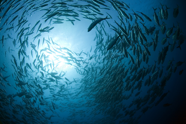 在水下的庞大鱼群逆光摄影高清图片
