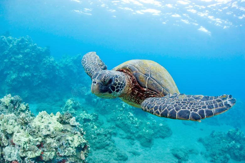 在水下畅游的海龟特写摄影高清图片