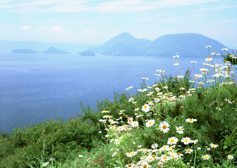 海岛上美丽的小野花摄影图片