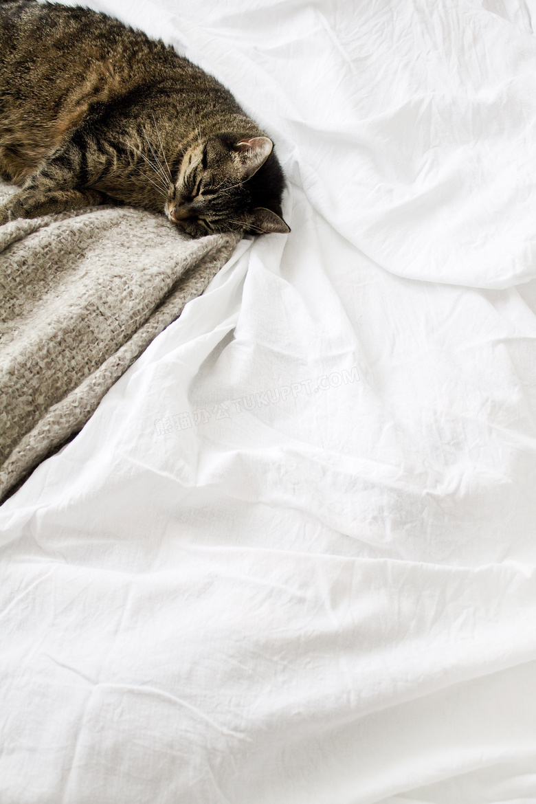 在床上睡着的可爱猫咪摄影高清图片