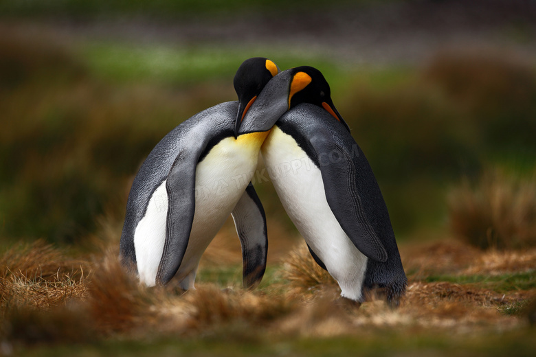 两个紧抱在一起的企鹅摄影高清图片