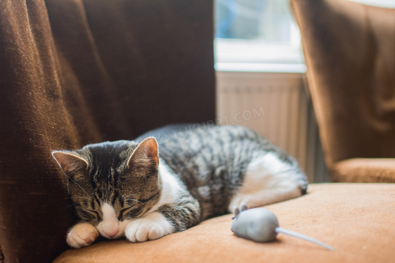 趴在沙发上睡着的小猫摄影高清图片