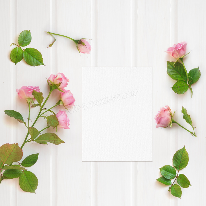 绿叶与粉色玫瑰花特写摄影高清图片