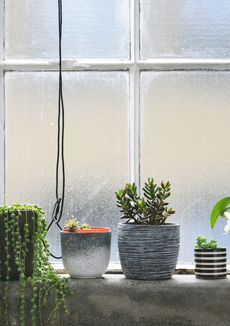 磨砂玻璃窗户边的植物摄影高清图片