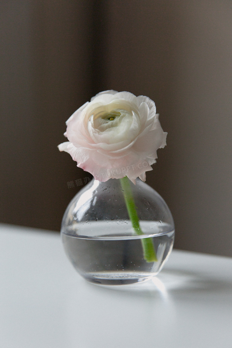 圆圆玻璃瓶里的一朵花摄影高清图片