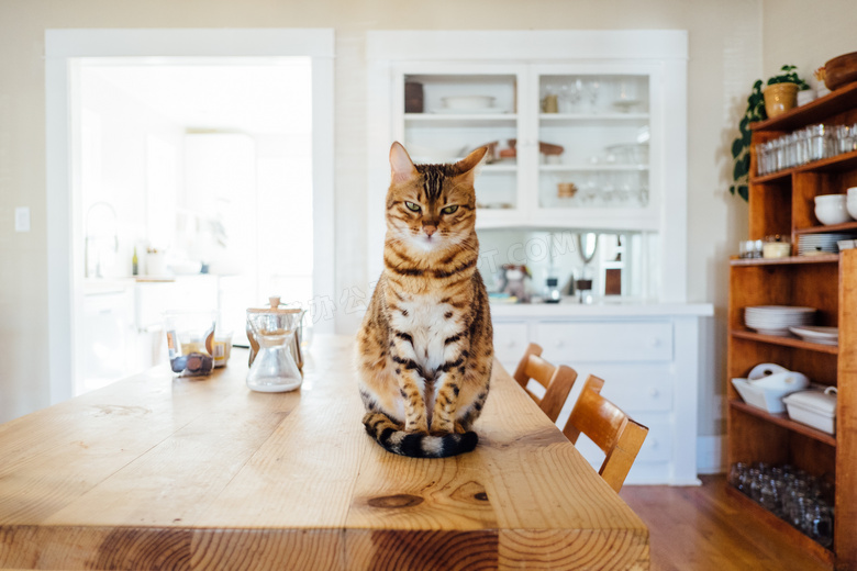 端坐在桌上的宠物猫咪摄影高清图片