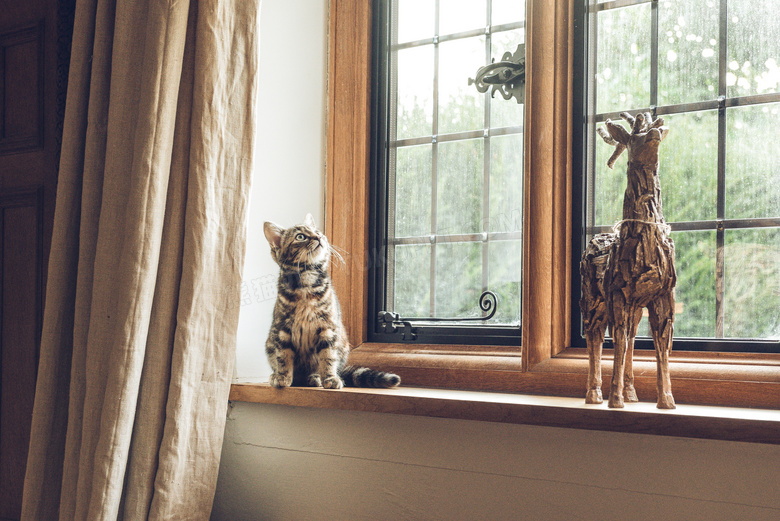 窗台上望着上面的猫咪摄影高清图片