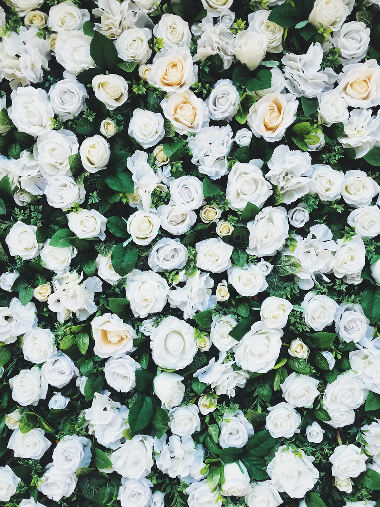 绿色白色玫瑰花朵背景摄影高清图片