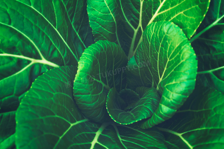 叶子葱绿的小白菜特写摄影高清图片