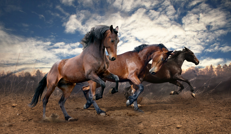 草原上齐头并进的马匹摄影高清图片