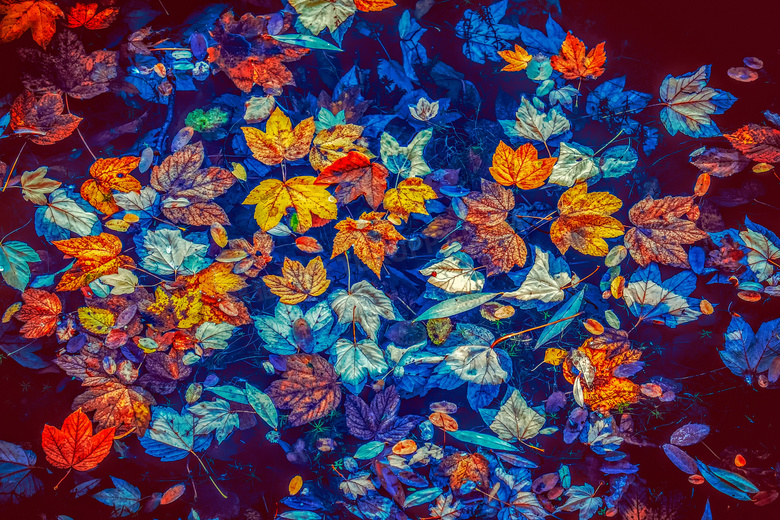 水面上绚丽缤纷的树叶摄影高清图片