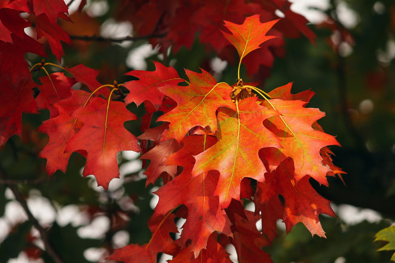 秋天枝头上红色的树叶摄影高清图片