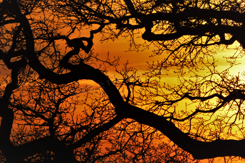 黄昏晚霞树枝剪影效果摄影高清图片
