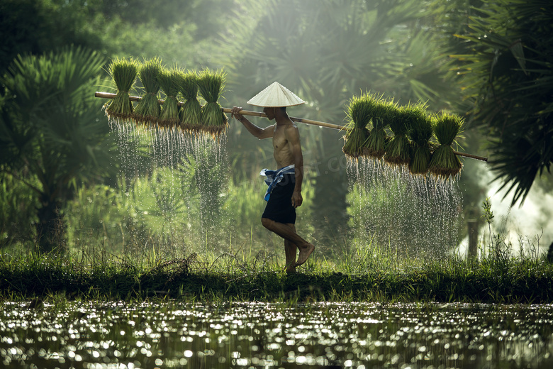 肩挑着水稻幼苗的农民摄影高清图片
