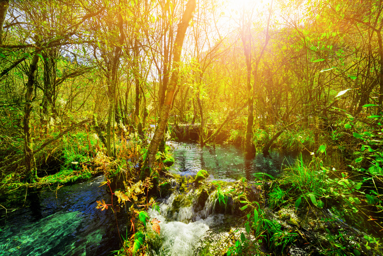 丛林中的河水风景逆光摄影高清图片