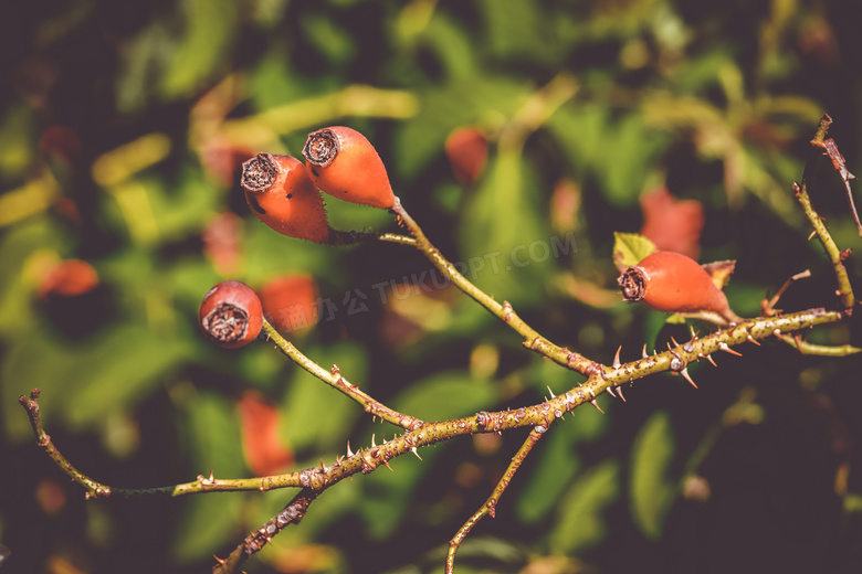 在树枝上的玫瑰果特写摄影高清图片