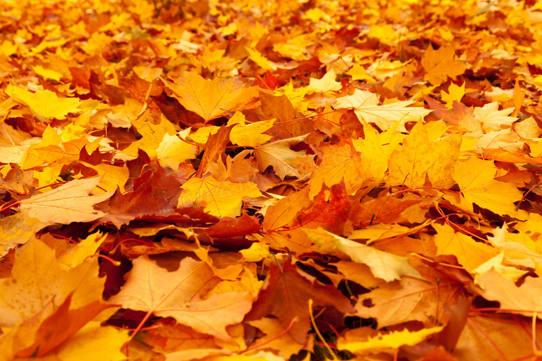 秋天落满了树叶的地上摄影高清图片