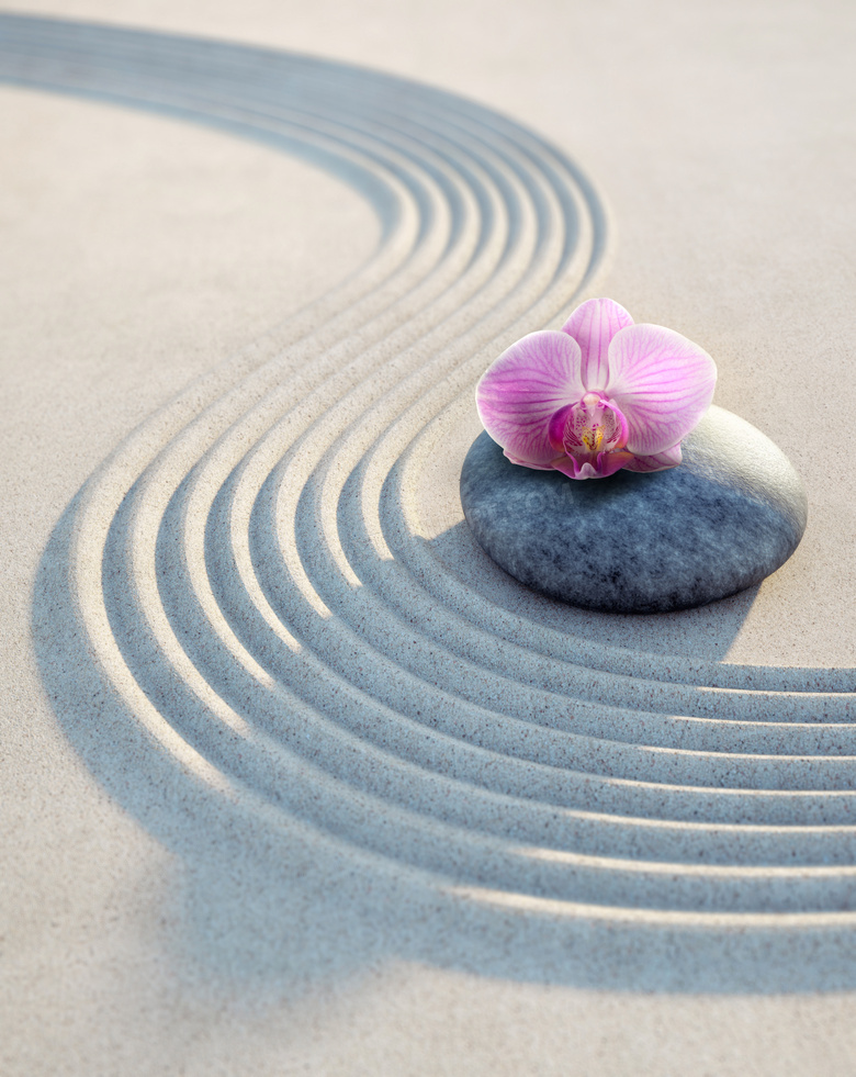 石头上的一朵兰花特写摄影高清图片