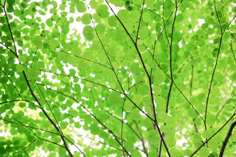 树枝上的绿叶近景特写摄影高清图片