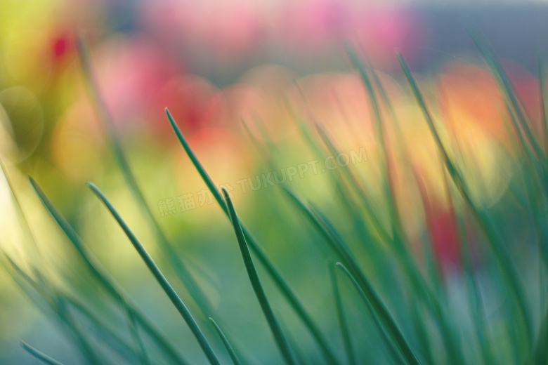 炫彩光斑映衬下的植物摄影高清图片