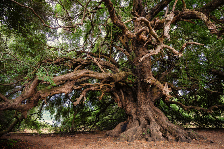 枝叶发达百年老树风光摄影高清图片