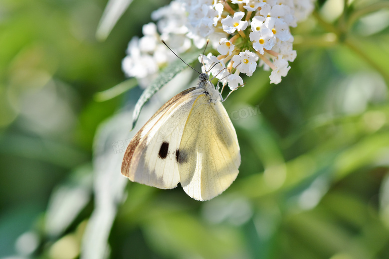 白色鲜花上的蝴蝶特写摄影高清图片