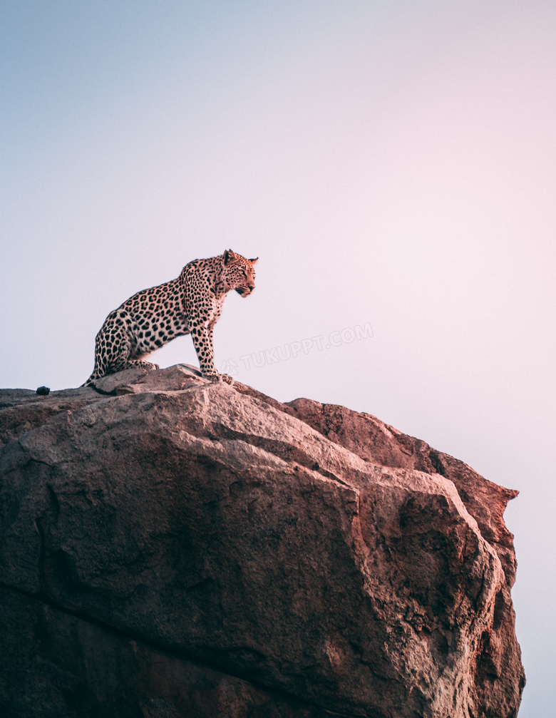 站在山顶上眺望的豹子摄影高清图片