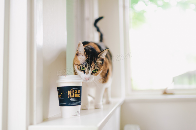 躲在咖啡杯后的小花猫摄影高清图片