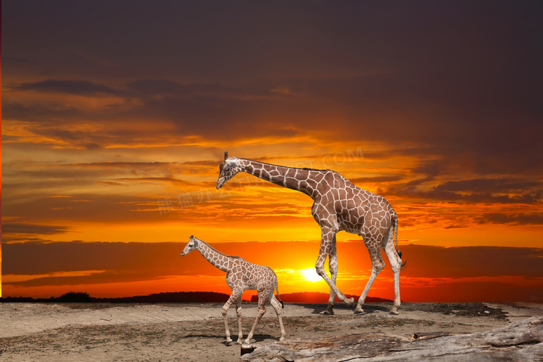 走在夕阳下的俩长颈鹿摄影高清图片