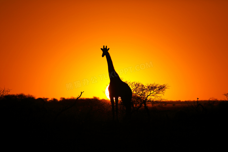 夕阳霞光映衬的长颈鹿剪影高清图片