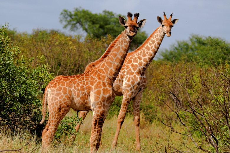 大草原上的两只长颈鹿摄影高清图片