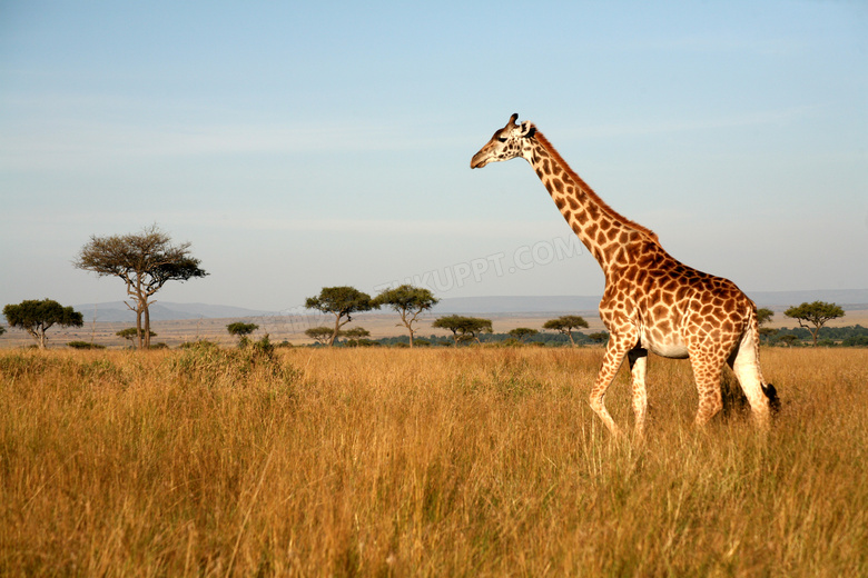 在草丛中漫步的长颈鹿摄影高清图片