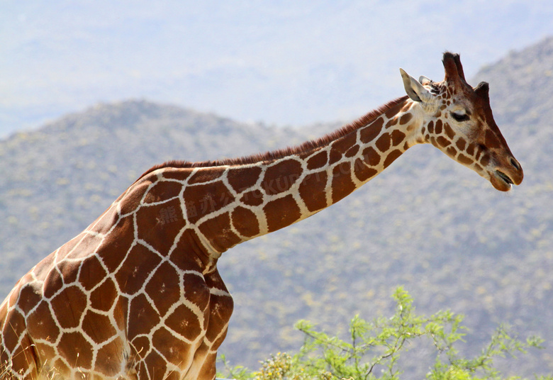 伸长脖子觅食的长颈鹿特写高清图片