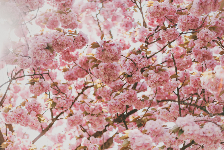 开满粉色花的树枝特写摄影高清图片