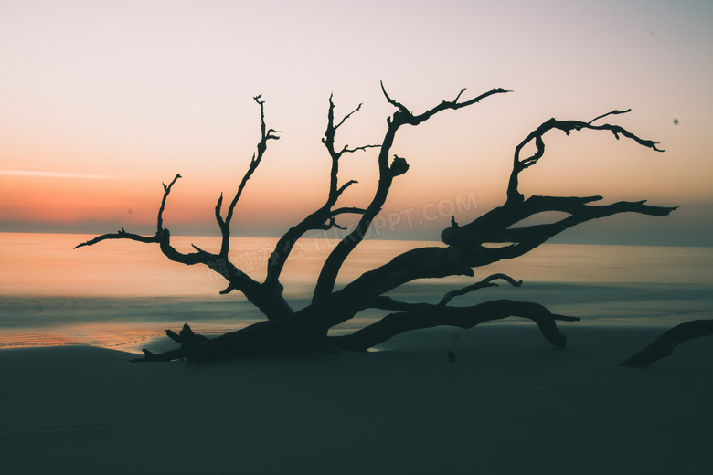 黄昏海边的枯树枝剪影效果高清图片