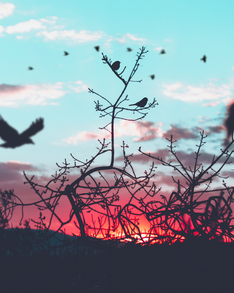 黄昏时在树枝上的小鸟剪影高清图片