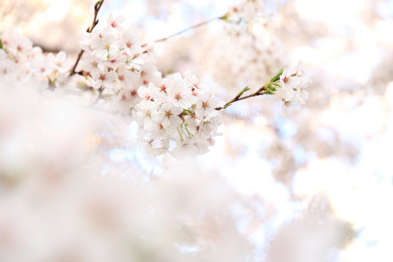 树枝上盛开的鲜花特写摄影高清图片