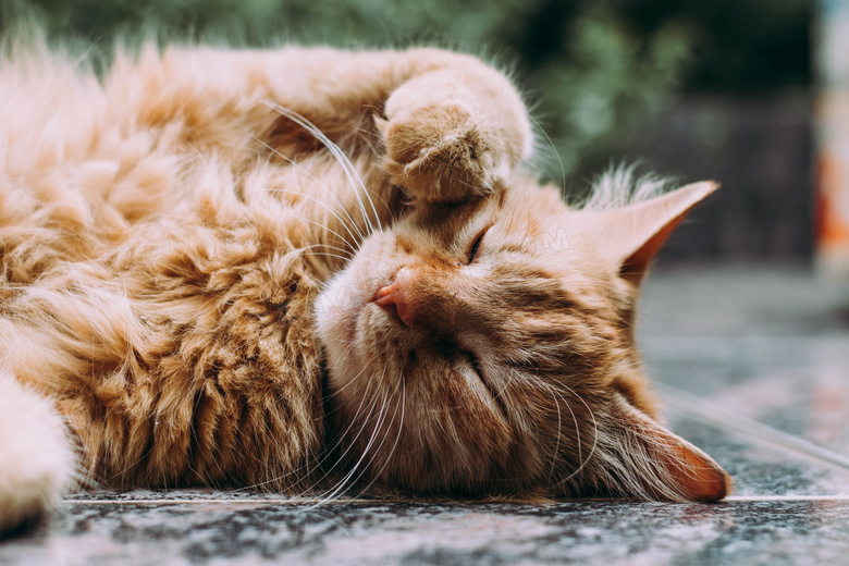 在地上打滚玩耍的猫咪摄影高清图片